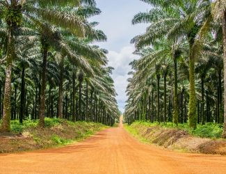 Regard d’expert sur l’huile de palme