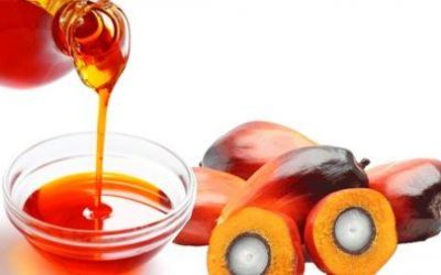 Au Cameroun, l’accélération des investissements par les raffineurs fait exploser la demande d’huile de palme, à plus d’un million de tonnes