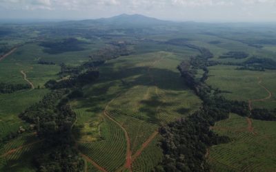 Aerial view of our rubber plantation at Coviphama (Cambodia)