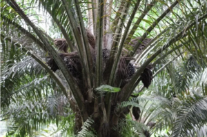Forte hausse des importations d’huile de palme en Afrique de l’Ouest en 2023