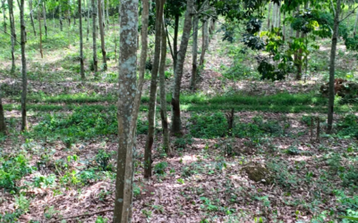 En Côte d’Ivoire, la production de caoutchouc atteint un record en 2023