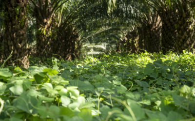 Socfin appoints Proforest to conduct an independent evaluation of the implementation of its sustainability action plans