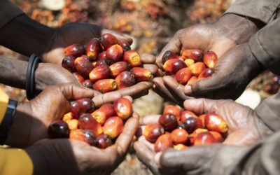 Socfin responds to the exclusion of Bolloré SE and Compagnie de l’Odet SE from the Norwegian Government Pension Fund Global’s investment universe