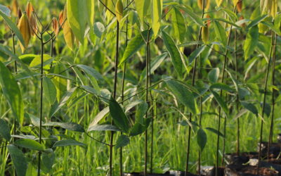 Former l’excellence en interne : une conversation avec Daouda Kouassi, Responsable de la Recherche Agronomique à la SOGB